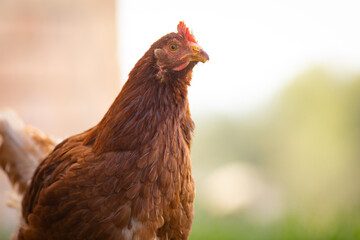 Gallina libre comiendo en la hierba matinal (ave de corral, huevos)