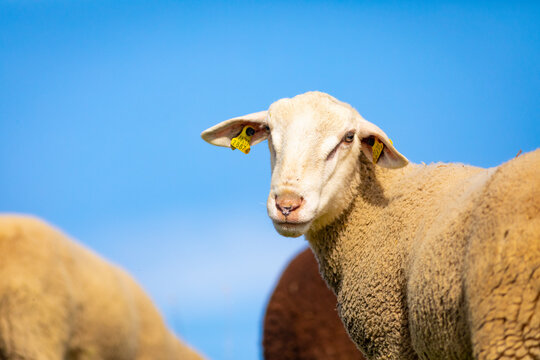 Retrato de un joven carnero blanco (ganadería, ganadería extensiva, ovino, ovis aries)