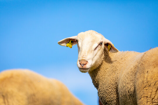 Retrato de un joven carnero blanco (ganader&iacute;a, ganader&iacute;a extensiva, ovino, ovis aries)