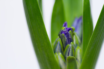 Fototapeta premium 紫色にヒヤシンスの蕾