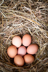 Huevos de gallina en un pajar / corral