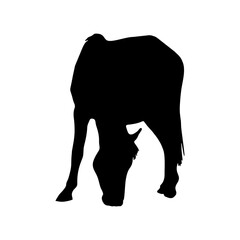 Horse Illustration