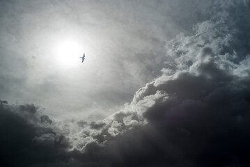 sky and clouds with swallow flying
