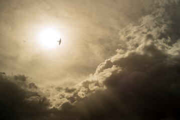 sky and clouds with swallow flying