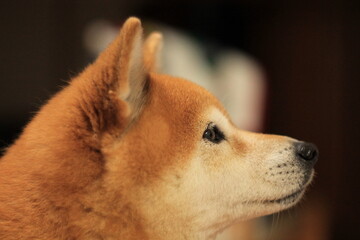 柴犬の横顔