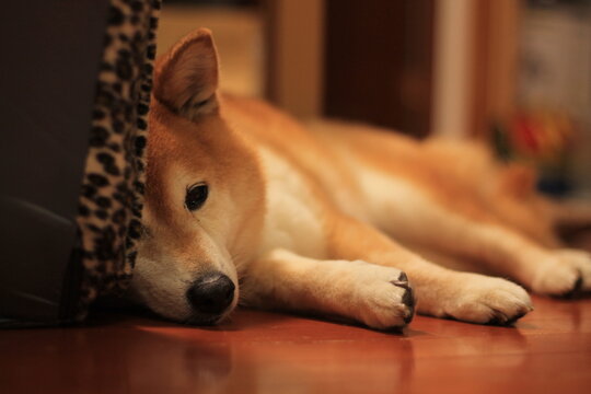 落ち込んだ表情の柴犬