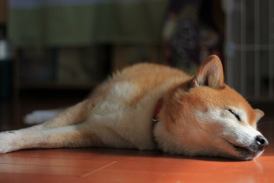 柴犬の寝顔