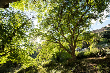 Large backlit trees, walnut, pine, shade plane