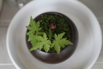 モミジの小さな盆栽（俯瞰）