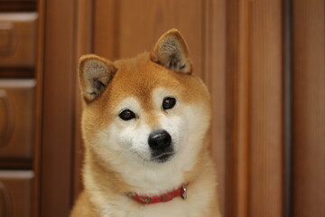 首を傾げた柴犬のポートレート © H