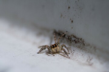 小さなハエトリグモ