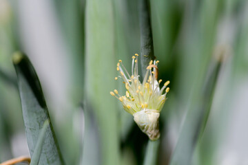 ねぎの花