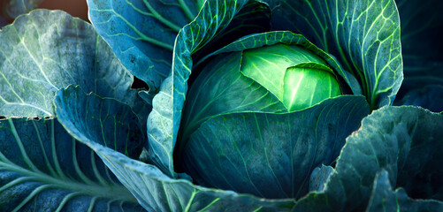 Obraz premium Fresh, white cabbage growing in a vegetable garden on a farm.