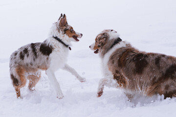 Naklejka premium Australian Shepherd