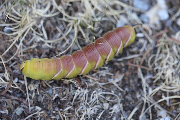privet hawk moth caterpillar with yellow and brown colors
