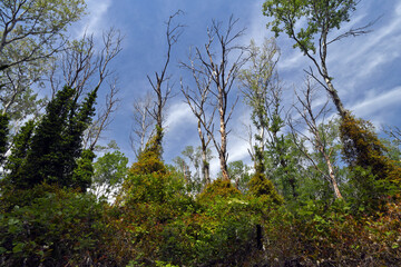 Virgin forest in Nestos Delta national park, Greece // Urwald im Nationalpark Nestos-Delta, Griechenland