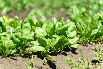 Green spinach growing in the garden on a vegetable farm. Healthy food in your own kitchen garden