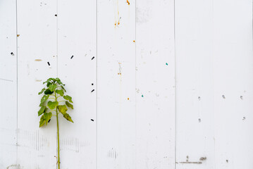 leaves on wooden wall