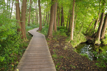 Wooden planks hiking trail in the nature reserve "Unteres Annatal" along Stienitz Lake (Stienitzsee), Federal State Brandenburg, Germany