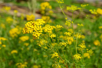 Yellow tansy flowers Tanacetum vulgare, common tansy plant, cow bitter, or golden buttons. Selective focus