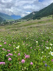 Obraz premium meadow with flowers