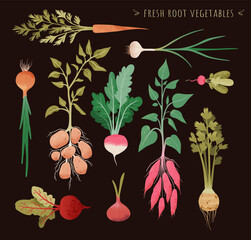 Illustration of fresh root vegetable. Root plants set. Garden vegetable vector drawing collection. Onion, radish, turnips, carrots, potatoes,  celery, sweet potatoes. For menu, recipe, package. - obrazy, fototapety, plakaty