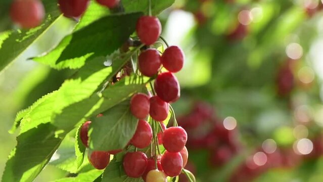 Sweet cherry (Prunus avium) tree branches full of ripe red fruit in summer