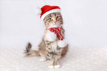Cute Cat with Green Eyes in a Santa Claus Hat sits and looks. Cat close up. Kitten in a red hat on a white background. Kitten with big green eyes. Merry Christmas. Winter. Pets. Happy New Year. 
