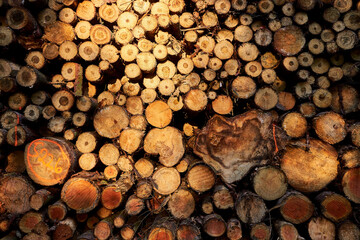 close up of pile of tree logs