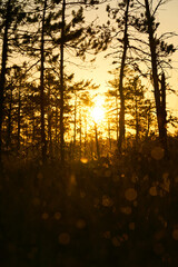 Cottongrass on yellow bright sunrise dawn on the swamp. . Sunset, warm light and fog. Viru swamps Estonia