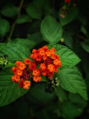 red and orange flowers