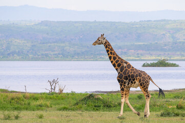 A giraffe in Murchinson Falls National Park