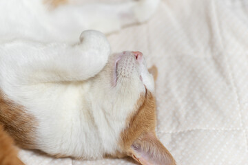 眠る猫　茶トラ白