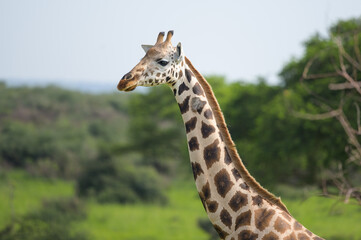 A giraffe in Murchinson Falls National Park