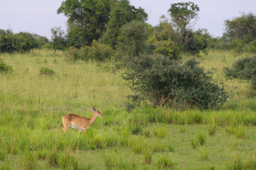 An Ugandan kob in Murchinson Falls National Park