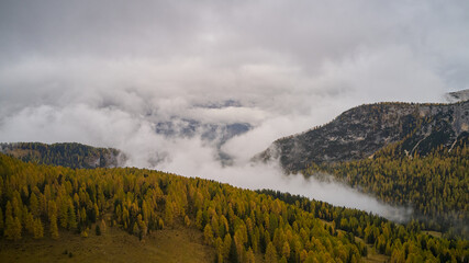 landscape of forest with large fog