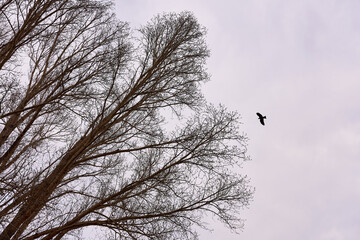 Tree crowns against a gloomy sky with a bird flying high. Concept - depression, anxious state.