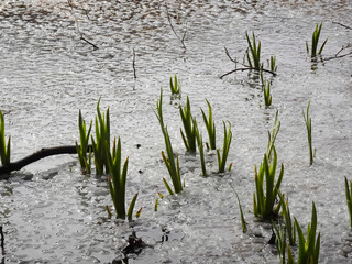 The first signs of spring, melting ice in the Mokradla Brzozy in the city of Lodz. © bARTkow