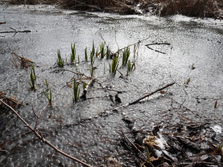 The first signs of spring, melting ice in the Mokradla Brzozy in the city of Lodz. © bARTkow