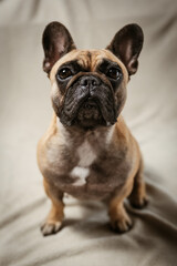 French bulldog