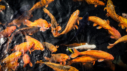 Koi fishes in pond of Pura Tirta Empul temple in Bali