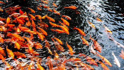 Koi fishes in pond of Pura Tirta Empul temple in Bali