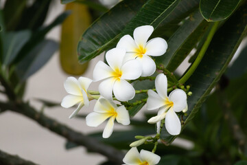 White Frangipani flower Plumeria alba with green leaves