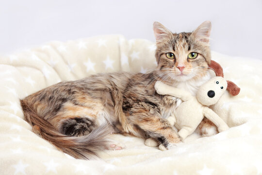 Cute Cat is looking at the camera. Beautiful Kitten rests and hugs the toy dog. Cat close-up on a white background. Kitten with big green eyes. Pet. Without people. Copy space. Animal background