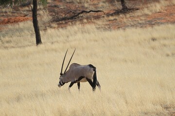 Close-up view of a gemsbok walking in the dry grass field on a sunny day