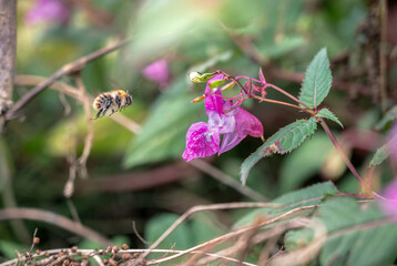 Hummel Anflug zur Blüte