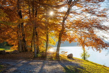 Bäume und See im Herbst
