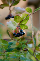 Chokeberry, Aronia, owoce, aronia owoce, liście aronii, zdrowe odżywianie, polskie owoce