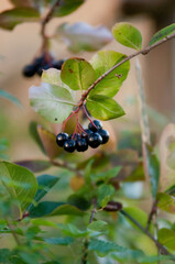 Chokeberry, Aronia, owoce, aronia owoce, liście aronii, zdrowe odżywianie, polskie owoce © Freshfanpage