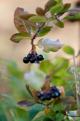 Chokeberry, Aronia, owoce, aronia owoce, liście aronii, zdrowe odżywianie, polskie owoce